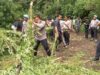 Polisi Musnahkan Ladang Ganja Siap Panen di Karo