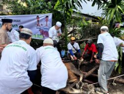 Relawan Bobby Nasution Kurban 4 Sapi di Siantar