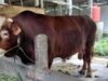 Presiden Prabowo Pakai APBN Untuk Beli 1.098 Sapi Kurban