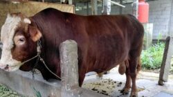 Presiden Prabowo Pakai APBN Untuk Beli 1.098 Sapi Kurban