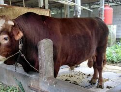 Presiden Prabowo Pakai APBN Untuk Beli 1.098 Sapi Kurban