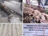 Proyek Marelan III Retak, AMSUB Persoalkan Pernyataan Kadis dan Siapkan Laporan